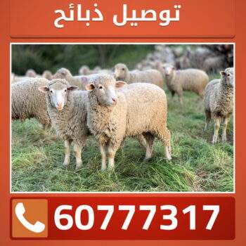 قص اغنام - تقليم اظافر - ابومصطفى 60777317 - اغنام الكويت - جز غنم - جز اغنام - جز صوف - حلاق اغنام - حلاق غنم - جز
